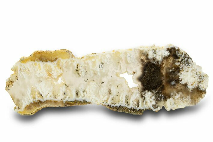 Polished Nydegger Plume Agate Slab - Oregon #334903